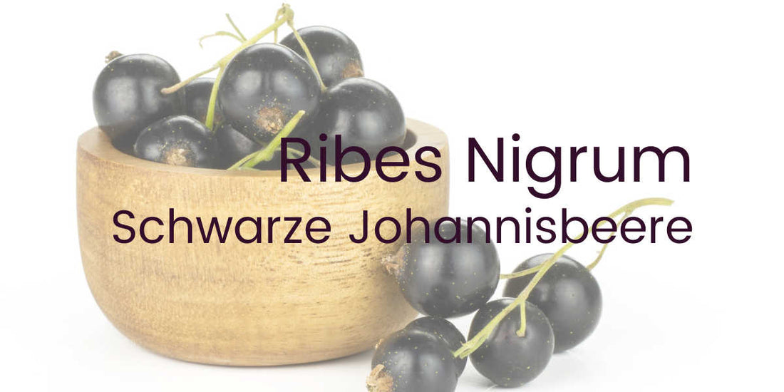 Ribes Nigrum
